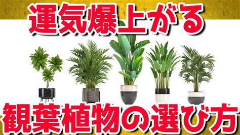 東南 風水|東南の風水と観葉植物！縁結びの運気が上がる